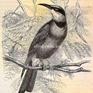 Шпалери AS Creation Walls by patel 110436