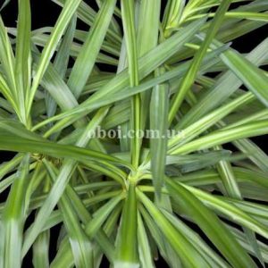 Шпалери AS Creation AP Digital IV DD109150