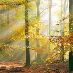 Шпалери AS Creation AP Digital IV DD109230