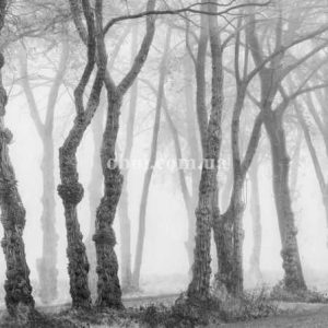 Шпалери AS Creation AP Digital IV DD109240