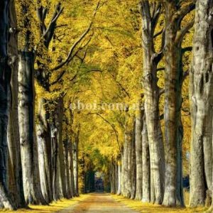 Шпалери AS Creation AP Digital IV DD109280