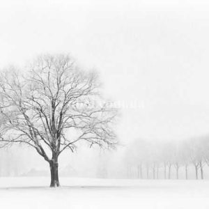 Шпалери AS Creation AP Digital IV DD109290