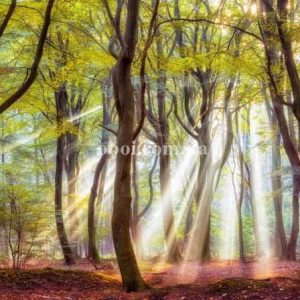 Шпалери AS Creation AP Digital IV DD109295