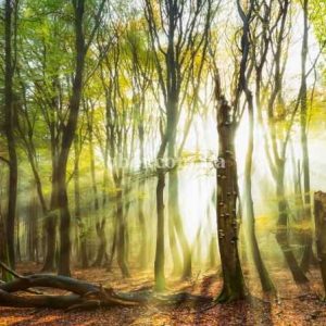 Шпалери AS Creation AP Digital IV DD109300