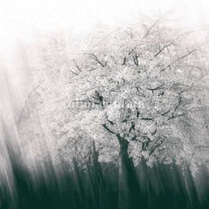 Шпалери AS Creation AP Digital IV DD109305