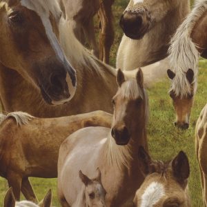 Обои Rasch Kids and Teens2 293104